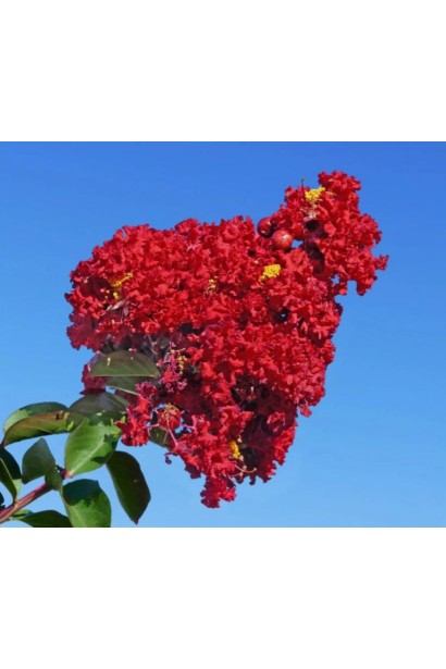 Lagerstroemia Petite Red